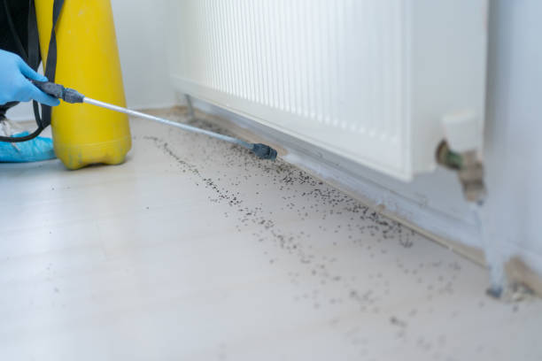 Best Wasp Removal Services  in Pho, IL